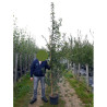 CARPINUS betulus En pot de 25-30 litres forme baliveau