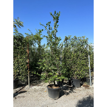 CARPINUS betulus En pot 35-50 litres forme cépée