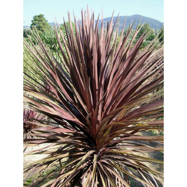 CORDYLINE australis RED STAR