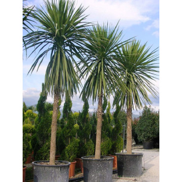 CORDYLINE australis