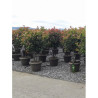 PHOTINIA fraseri RED ROBIN En pot forme cépée