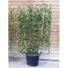 TRACHELOSPERMUM jasminoides En pot forme espalier