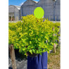 PHYSOCARPUS opulifolius ANGEL GOLD En pot de 10-12 litres