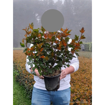 PHYSOCARPUS opulifolius DIABLE D'OR En pot de 4-5 litres