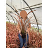 PHORMIUM PINK PANTHER En pot de 4-5 litres