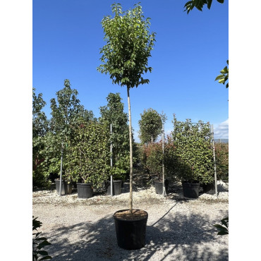 LIGUSTRUM japonicum En pot de 35-50 litres forme tige hauteur du tronc 180-200 cm