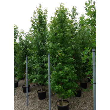 LIQUIDAMBAR styraciflua En pot de 35-50 litres forme tige ramifiée