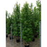 LIQUIDAMBAR styraciflua En pot de 35-50 litres forme tige ramifiée