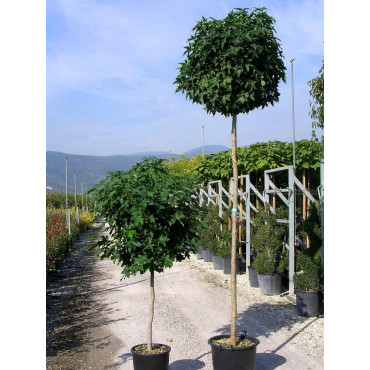 LIQUIDAMBAR styraciflua GUMBALL En pot de 35-50 litres forme tige hauteur du tronc 180-200 cm