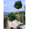 LIQUIDAMBAR styraciflua GUMBALL En pot de 35-50 litres forme tige hauteur du tronc 180-200 cm