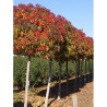 LIQUIDAMBAR styraciflua GUMBALL