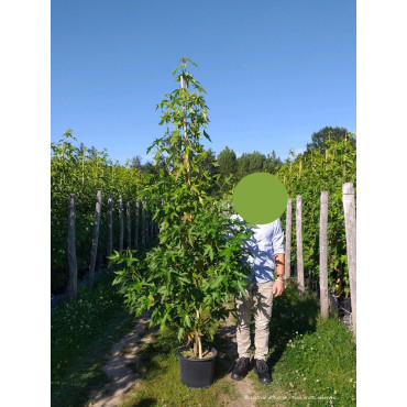 LIQUIDAMBAR styraciflua WORPLESDON En pot de 15-20 litres forme forme baliveau