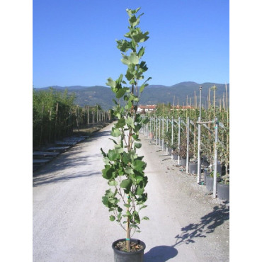 LIRIODENDRON tulipifera FASTIGIATUM En pot de 15-20 litres forme forme baliveau