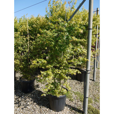 ACER palmatum En pot de 25-30 litres