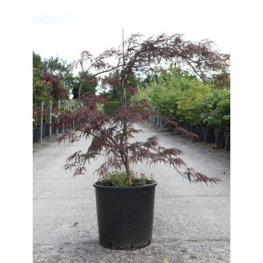 ACER palmatum DISSECTUM GARNET En pot de 10-12 litres