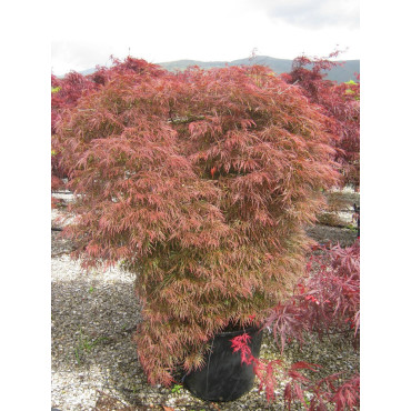 ACER palmatum DISSECTUM GARNET En pot de 50-70 litres