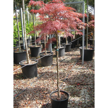 ACER palmatum DISSECTUM GARNET En pot 15-20 litres forme tige hauteur du tronc 090-110 cm