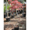 ACER palmatum DISSECTUM GARNET En pot 15-20 litres forme tige hauteur du tronc 090-110 cm