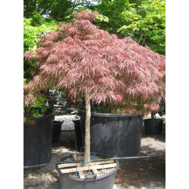 ACER palmatum DISSECTUM GARNET En pot 50-70 litres forme tige hauteur du tronc 090-110 cm