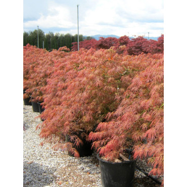 ACER palmatum DISSECTUM GARNET En pot de 35-50 litres