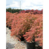 ACER palmatum DISSECTUM GARNET En pot de 35-50 litres