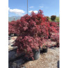 ACER palmatum DISSECTUM INABE SHIDARE En pot de 90-110 litres