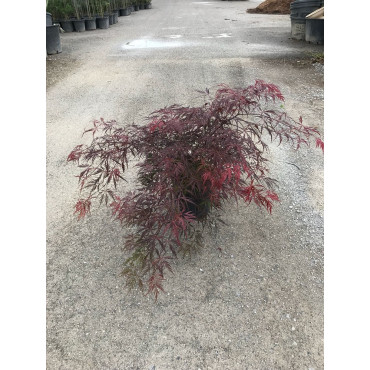 ACER palmatum DISSECTUM INABE SHIDARE En pot de 15-20 litres