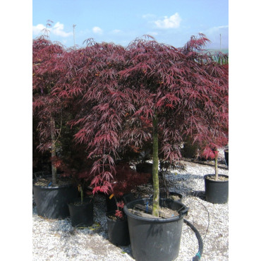 ACER palmatum DISSECTUM INABE SHIDARE En pot de 50-70 litres