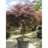 ACER palmatum DISSECTUM INABE SHIDARE En pot de 70-90 litres