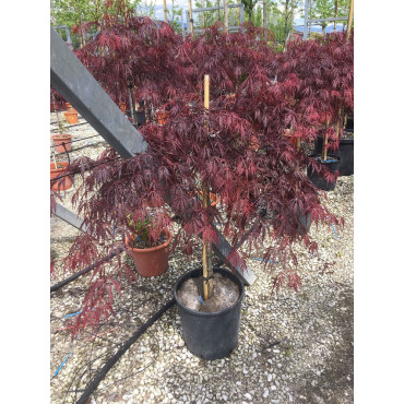 ACER palmatum DISSECTUM INABE SHIDARE En pot de 15-20 litres