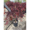 ACER palmatum DISSECTUM INABE SHIDARE En pot de 15-20 litres