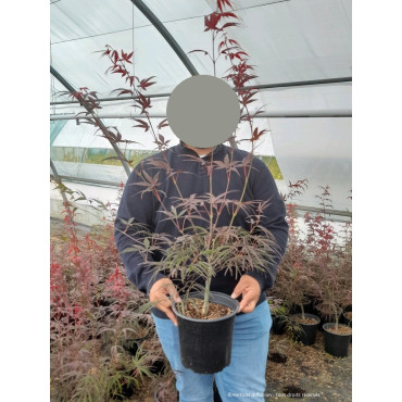 ACER palmatum ENKAN En pot de 4-5 litres forme buisson