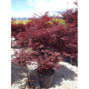 ACER palmatum FIREGLOW En pot de 35-50 litres