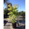 ACER palmatum ORANGE DREAM En pot de 25-30 litres