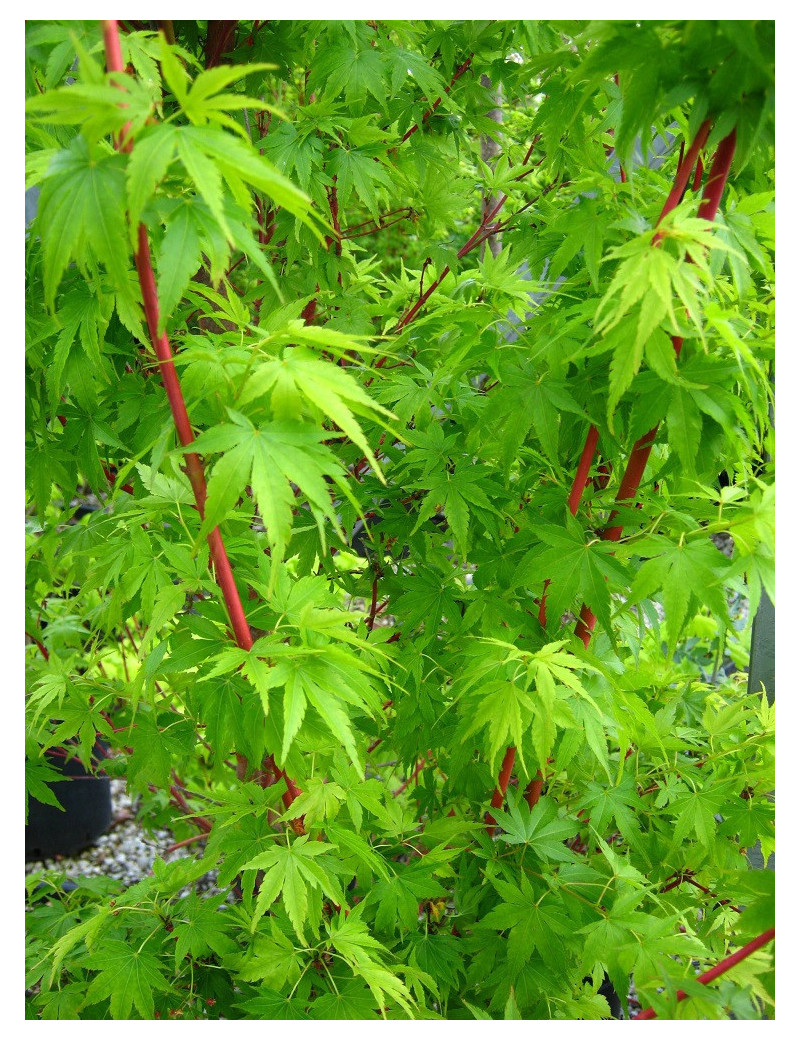 ACER palmatum SENKAKI ou SANGOKAKU