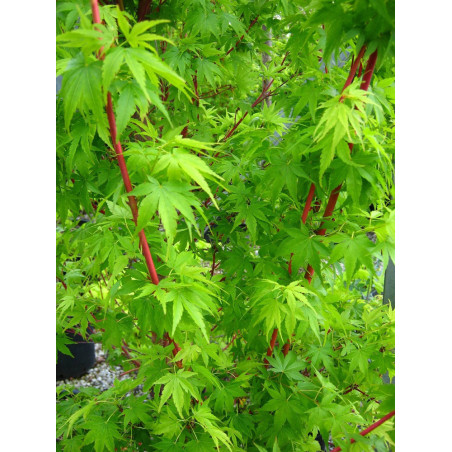 ACER palmatum SENKAKI ou SANGOKAKU