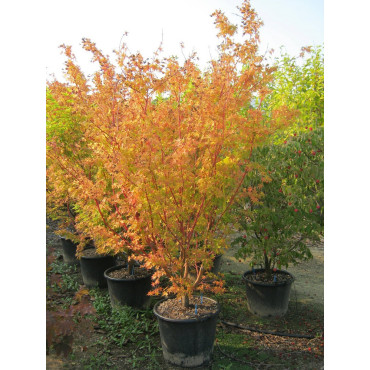 ACER palmatum SENKAKI ou SANGOKAKU En pot de 50-70 litres