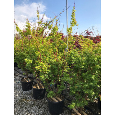 ACER palmatum SENKAKI ou SANGOKAKU En pot de 25-30 litres