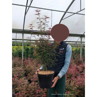 ACER palmatum SHAINA En pot de 10-12 litres forme buisson