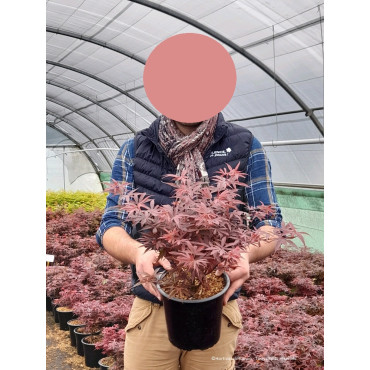 ACER palmatum SHAINA En pot de 4-5 litres forme buisson