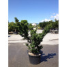 ACER palmatum SHISHIGASHIRA En pot de 25-30 litres