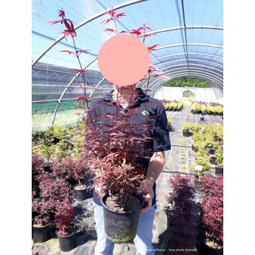 ACER palmatum SKEETER'S BROOM En pot de 4-5 litres