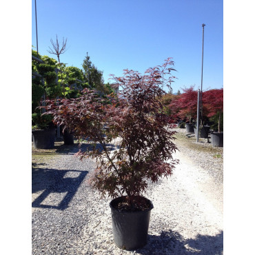 ACER palmatum SKEETER'S BROOM En pot de 15-20 litres