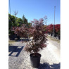 ACER palmatum SKEETER'S BROOM En pot de 15-20 litres