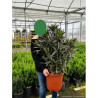 NERIUM oleander JAUNE En pot de 15-20 litres