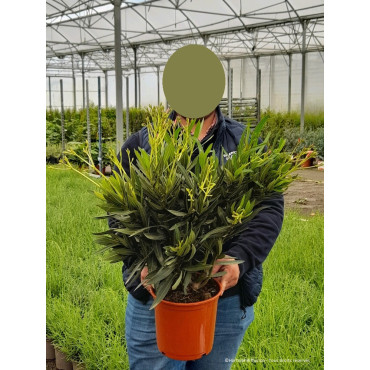 NERIUM oleander JAUNE En pot de 4-5 litres