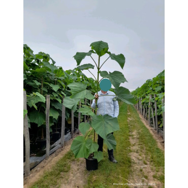 PAULOWNIA fortunei FAST BLUE En pot de 15-20 litres forme baliveau