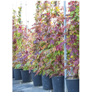 PARTHENOCISSUS quinquefolia ENGELMANNII En pot de 10-12 litres