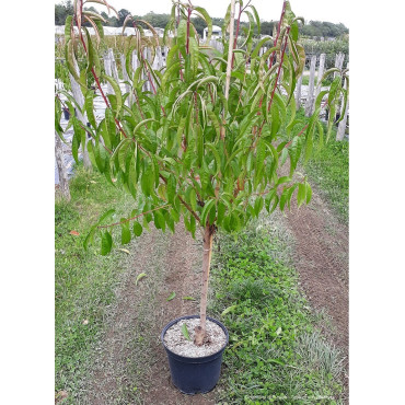 PÊCHER En pot de 10-12 litres forme gobelet