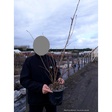 PRUNUS ACCOLADE En pot de 4-5 litres